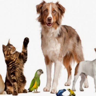 Pet Accessories | Stylish & Functional Pet Essentials