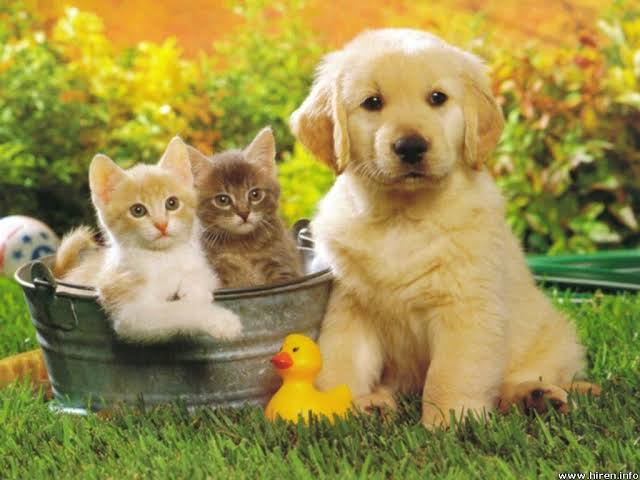 Pet Accessories & Supplies