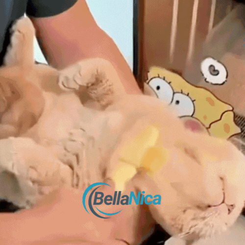 Bellanica - Brosse de toilettage pour enlever les poils d'animaux 